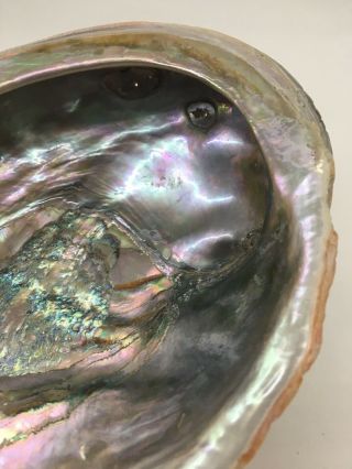 Vintage Red Abalone Shell 7 - 5/8” 2