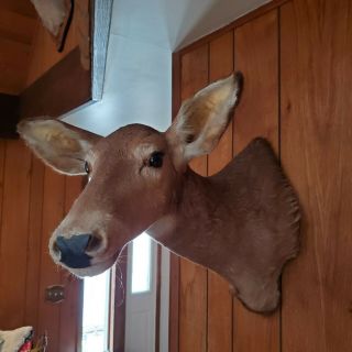Vintage Whitetail Deer Doe Head/ Shoulder Mount