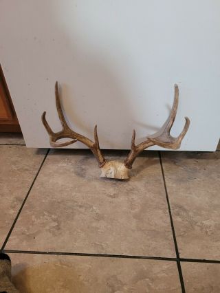 Vintage Deer Antlers Ready To Mount 8 Pointer Whitetail Hunting Rustic Cabin