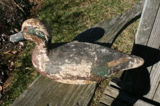 Vintage Animal Trap Balsa Drake Widgeon Duck Decoy C1949