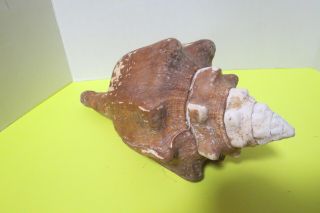 Large Vtg Queen Conch Sea Shell 13 