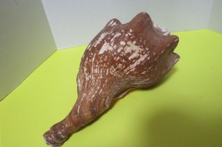 Large Vtg Queen Conch Sea Shell 13 