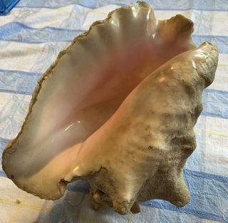 Large Vtg Queen Conch Sea Shell 9”long,  Natural Nautical Decor Piece