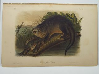 Audubon Quadrupeds Of North America Print Volume 2 1854 Canada Otter Plate Li