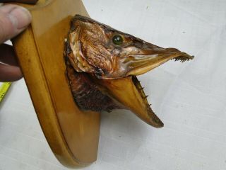 VTG Large Real FISH HEAD Mount Northern Pike or Muskie? Taxidermy open mouth 3