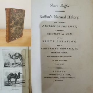 1792 Buffon’s Natural History Illustrated Copper Plates Mammalia Mammals
