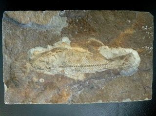 Vtg Prehistoric Small Bony Fish Fossil Petrified In Stone Believe From Montana