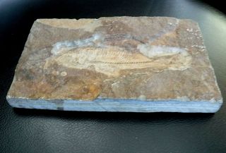 Vtg Prehistoric Small Bony FISH FOSSIL petrified in Stone Believe from Montana 2