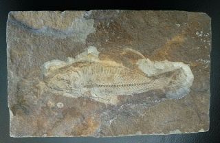 Vtg Prehistoric Small Bony FISH FOSSIL petrified in Stone Believe from Montana 3