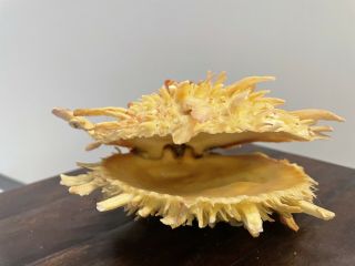 Seashell Spondylus Spiny Oyster Clam Vintage Gorgeous Specimen