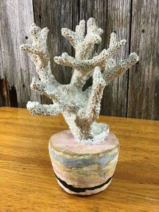 Interesting Vintage Piece Of Estate White Coral In Plaster Base