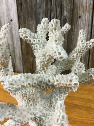 Interesting vintage piece of estate white coral in plaster base 2