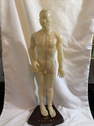 Vintage Rubber Acupuncture Points Human Male Model Mannequin On Stand - 20 " Tall