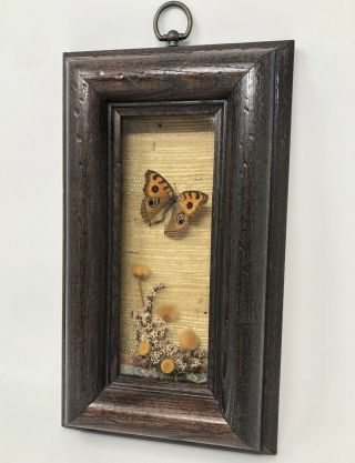 Vtg Framed Real Monarch Butterfly & Dried Pressed Flowers 3d Picture Shadow Box
