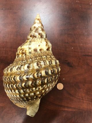 11” Large Trumpet Triton Shell Conch Rare Specimen Seashell Sea Shell Vintage