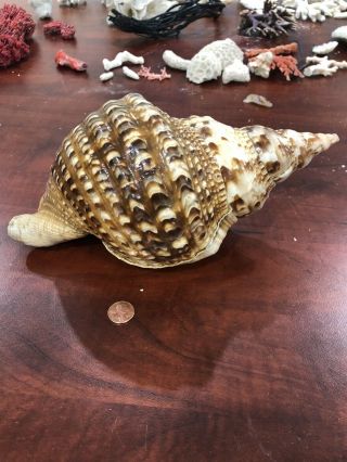 11” Large Trumpet Triton Shell Conch Rare Specimen Seashell Sea Shell Vintage 2