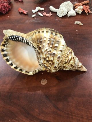 11” Large Trumpet Triton Shell Conch Rare Specimen Seashell Sea Shell Vintage 3