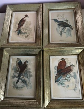 4 Framed Antique 19th C.  Birds Of Prey/humming Bird Engravings,  Stewart/delt