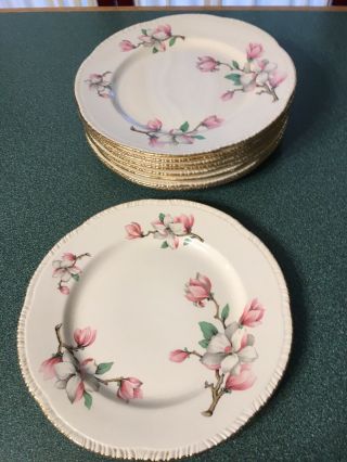 Set Of 9 Homer Laughlin Dogwood Dinner Plates 9”.  Vintage.  Great Shape.