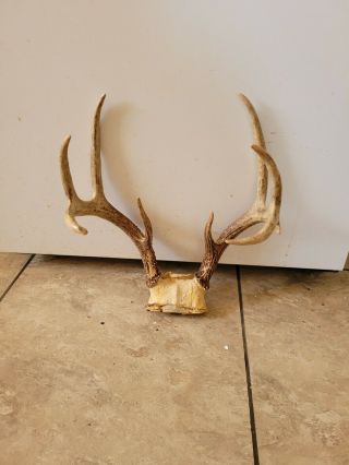 Vintage Deer Antlers Ready To Mount 9 Pointer Whitetail Hunting Rustic Cabin