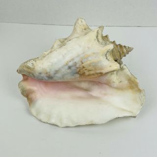 Vintage Large Queen Pink Conch Shell Decor 10 Inch