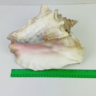 Vintage Large Queen Pink Conch Shell Decor 10 Inch 2