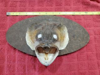 Vtg Large Real Fish Head Mount Walleye Taxidermy Open Mouth