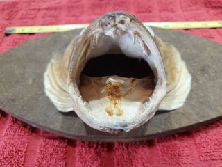 VTG Large Real FISH HEAD Mount Walleye Taxidermy open mouth 2