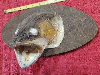 VTG Large Real FISH HEAD Mount Walleye Taxidermy open mouth 3