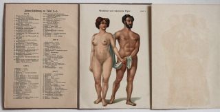 Anatomy Of Man And Woman,  Color Litho Print 1910 Album/atlas