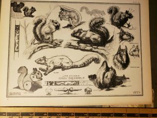 Research Design In Nature 1931 Art Institute Chicago Art Plate 39 Squirrels
