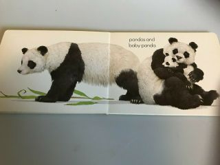 Animals at the Zoo: baby animal board book by Kenneth Lily 1982 3
