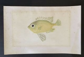 Vintage Gyotaku Japanese Art Isaki Fish Rubbing Print 21 1/4” X 13 5/8”