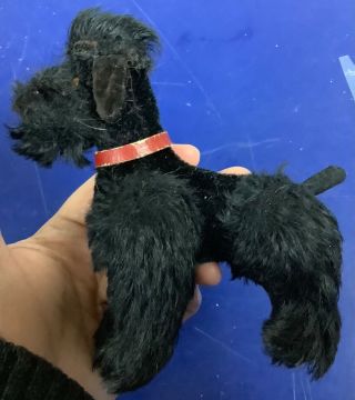 Vintage Steiff Snobby Poodle Dog Black Mohair With No Id 5.  5in 1950s