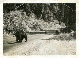 Vintage Black & White Photo Mother Bear Two Cubs Outside Park Old Aceo