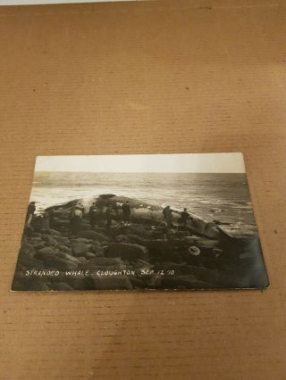 Old Rp Postcard.  Stranded Whale.  Cloughton Nr Scarborough Sept 1910 L/1030