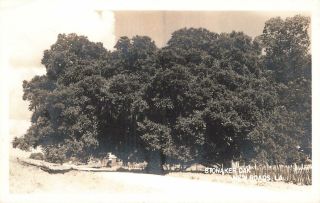 Vintage Rppc Postcard Stonaker Oak Roads Louisiana Real Photo Live Tree