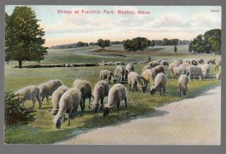[50960] Old Postcard Sheep At Franklin Park In Boston,  Massachusetts