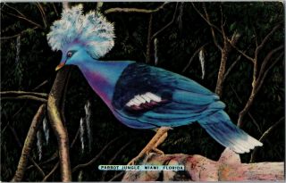 Goura - Goura Exotic Bird Parrot Jungle Miami Fl Vintage Postcard L24
