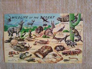 Vintage Postcard Wildlife Of The Desert Arizona Az 1958 Petley Studios