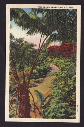 Old Vintage Postcard Of Tree Ferns Hawaii National Park Hi