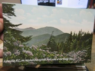 Vintage Old Postcard North Carolina Asheville Mount Mitchel Rhododendron Bushes