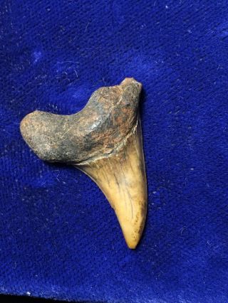 Rare Oligocene Parotodus Sp.  Fossil Shark Tooth Virginia