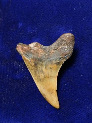 Rare Oligocene Parotodus Sp.  Fossil Shark Tooth Virginia 2
