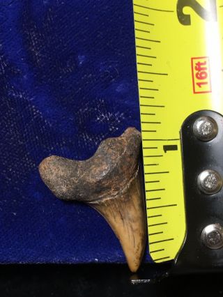 Rare Oligocene Parotodus Sp.  Fossil Shark Tooth Virginia 3