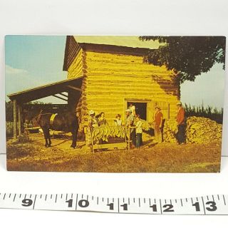 Vintage Postcard Stringing Tobacco Harvest Time