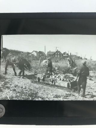 Magic Lantern Slide Photo 1938 Sledging Herring From Boat To Shed Quebec
