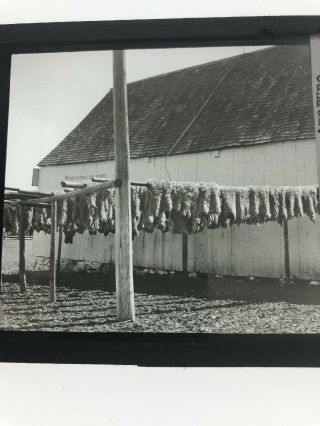 Magic Lantern Slide Photo Sheep Skins Hanging To Dry Tannery Levis Quebec