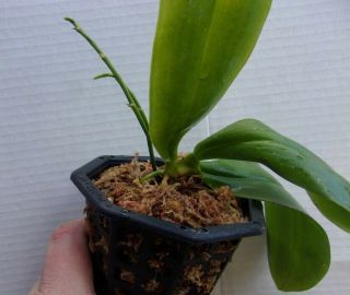 Phalaenopsis (phal.  Mariae X Phal.  Javanica) Rare Orchid Plant 