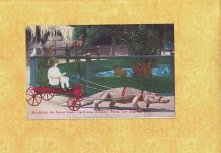Ca Los Angeles 1908 - 29 Vintage Postcard Speed Limit Alligator Farm California